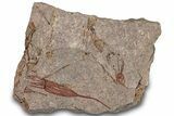Eocrinoid (Ascocystites) Mortality Plate - Ordovician #306194-1